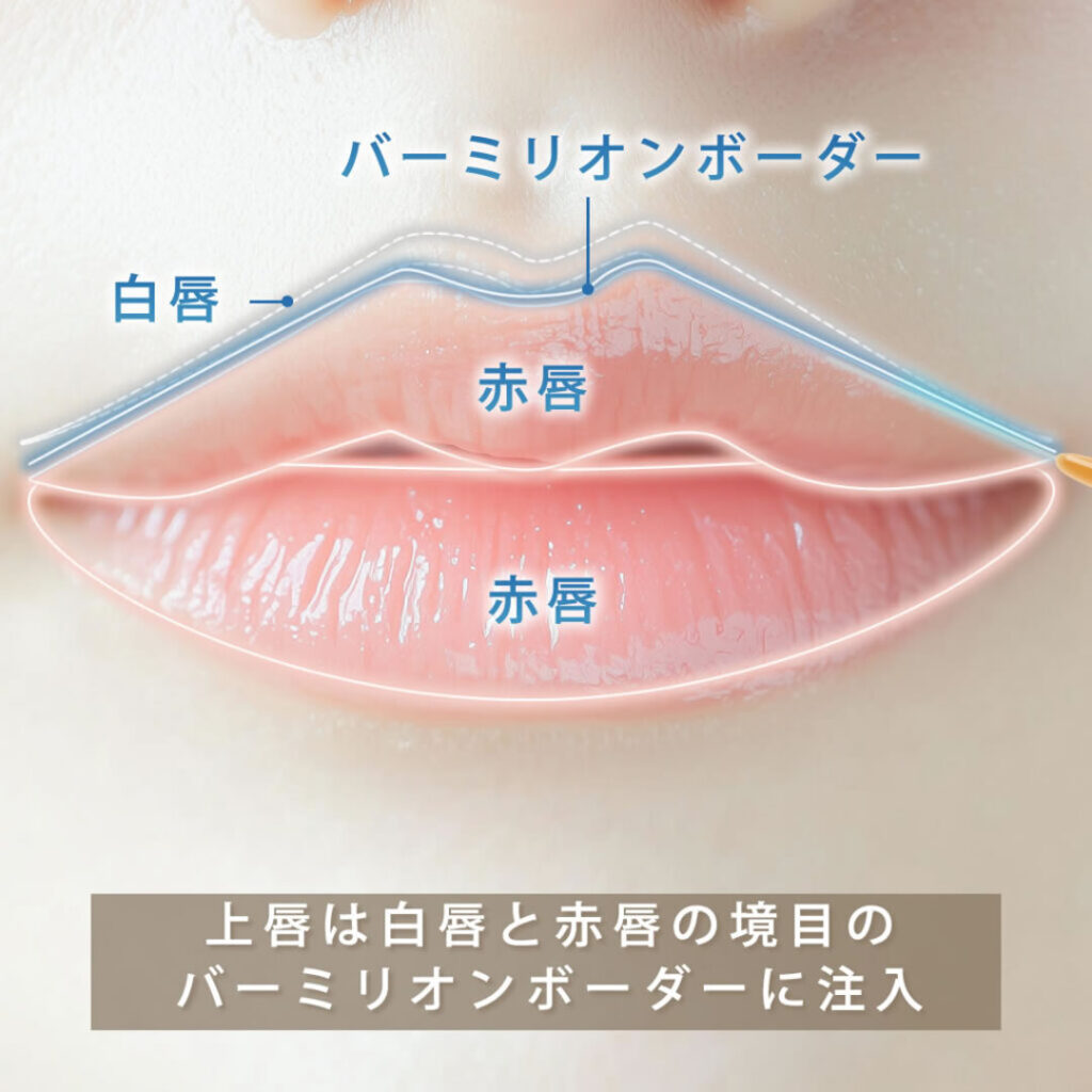 唇の赤唇と白唇の部位の説明の図解